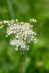 Filipendula vulgaris fern-leaf dropwort white flowering plant on the meadow, detail of flowers in bloom