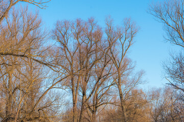 Winter landscape in the morning