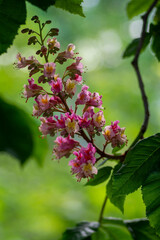 Aesculus carnea pavia red horse-chestnut flowers in bloom, bright pink flowering ornamental tree
