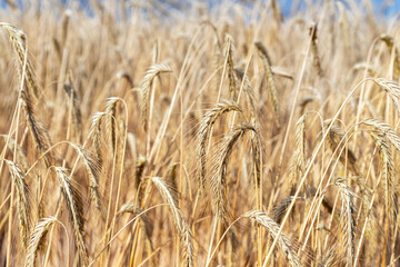 Close-up texture pattern view of ripe golden organic wheat stalk field landscape on bright sunny summer day. Cereal crop harvest growth background. Agricultural agribuisness business concept