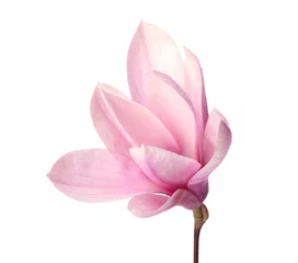 Gordijnen Beautiful delicate magnolia flower isolated on white © New Africa