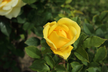Detail of a yellow rose seen from above