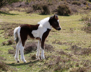 A beautiful young brown and white Dartmoor Pony Foal surrounded by moorland lit by sunlight. 