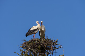 Wei&szlig;st&ouml;rche in Love