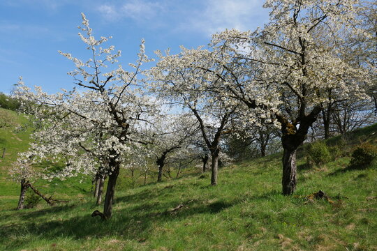 Kirschbaumplantage im Fr&uuml;hling
