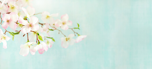 cherry blossom flowers on blue background. backdrop with copy space