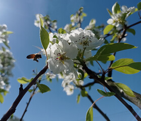 apple, gardening, green, flower, blooming, tree, apple tree, spring, fruit tree blooming, nature, bee