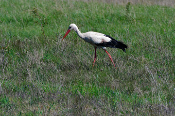 Austria, White Stork
