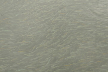 ripples in the water