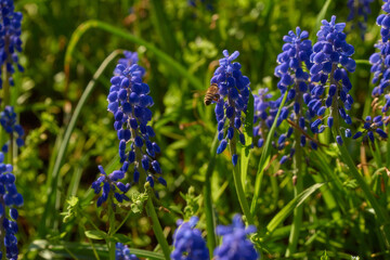 blue flowers in the garden