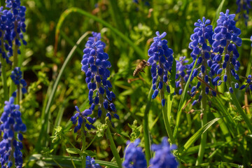 blue hyacinths in the garden