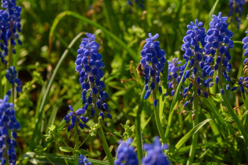 blue flowers in spring