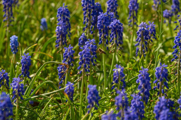 Obraz premium lavender flowers in the field