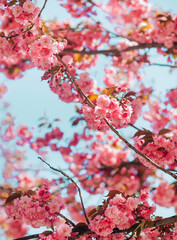 Selective focus of Beautiful cherry blossom