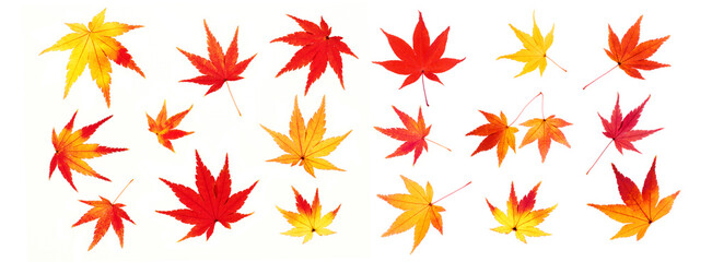 秋の紅葉　パノラマ　白い背景