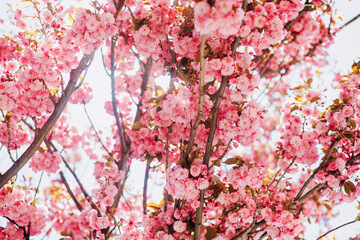 Cute pink cherry blossoms (sakura) against blue sky, wallpaper background, soft focus