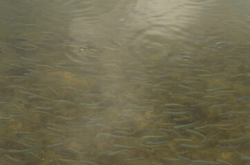 ripples in the water