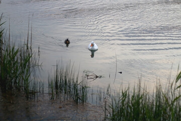 Mallard duck swimming in a river on a sunny day. Selective focus.
