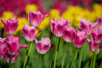 pink tulips in the garden