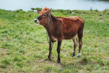 Brown calf, chained on the meadow with green grass. Young chestnut color bull grazing at pasture near pond. 
