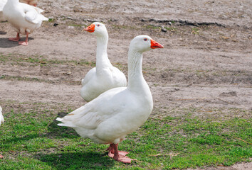 White geese walking on the meadow with green grass at farm. Domestic birds.