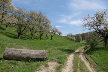 Wanderweg Streuobstwiesen blühende Kirschbäume Baumstamm
