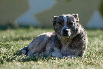 Fototapeta premium australian shepherd dog