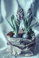 hyacinths in a paper bag. flowers in a paper beige crumpled bag on a white tablecloth. still life with hyacinths on a light drapery