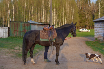 A saddled horse stands on a country road, a girl stands behind the horse.