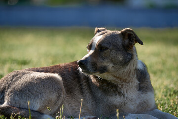 dog playing with ball