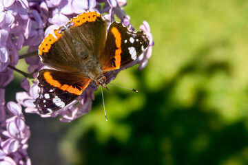 Red Admiral butterfly (Vanessa atalanta) resting on a purple lilac shrub flower plant during the summer season, a macro close up stock photo image with copy space