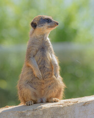 Suricate, la sentinelle du désert