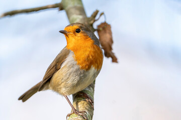Robin redbreast ( Erithacus rubecula) bird a British garden songbird with a red or orange breast often found on Christmas cards