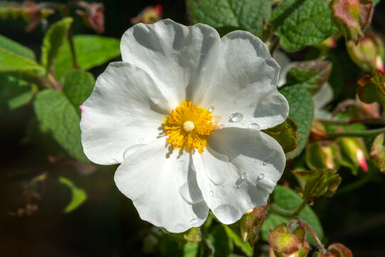 Cystus x corbariensis a spring flowering shrub plant with a white springtime flower commonly known  as rock rose, stock photo image