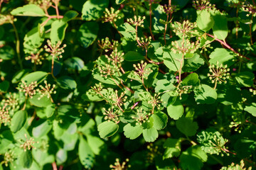 green leaves background
