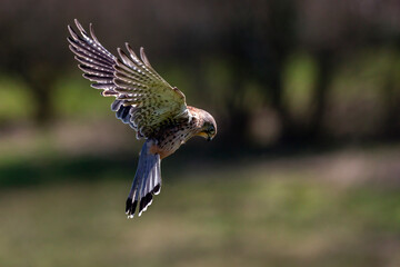 Kestrel (Falco tinnunculus) bird of prey hovering in flight with copy space, stock photo image
