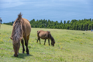 都井岬 - 小松ヶ丘 - 御崎馬