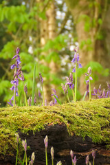 Bluebells growing on a mossy log