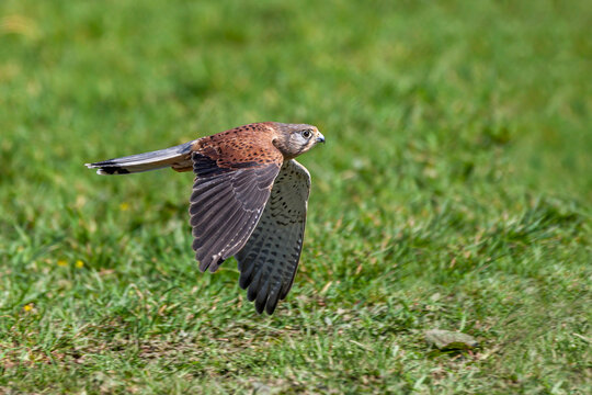 Kestrel (Falco tinnunculus) bird of prey flying low in flight over a grass field, stock photo image