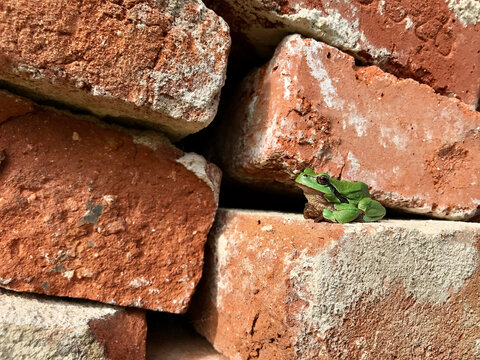frog on bricks