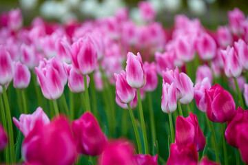 field of tulips