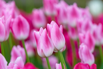 Obraz premium pink and white tulips