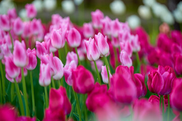 pink tulips in spring