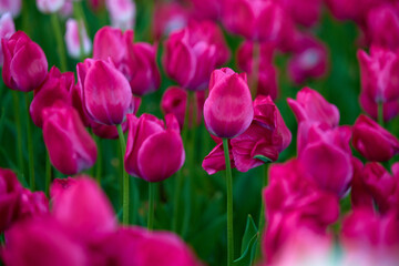 field of tulips