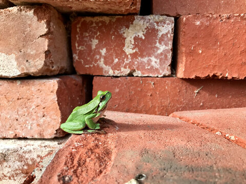 tree frog - weather girl