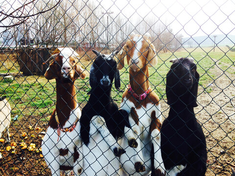 goats