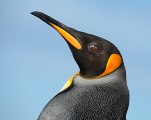 An adult King Penguin portrait - South Georgia Island, South Atlantic