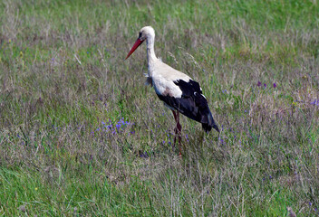 Austria, White Stork