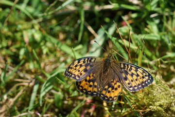 Butterfly Speyeria aglaja on the grass.