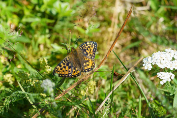 Butterfly - Arran Brown (Erebia ligea).